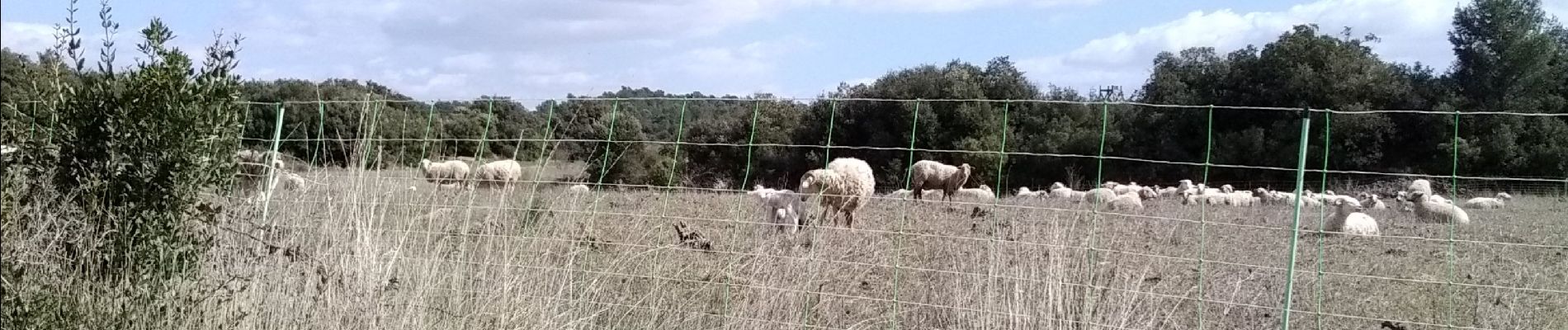 Tocht Stappen La Caunette - La Caunette - 17 - Photo