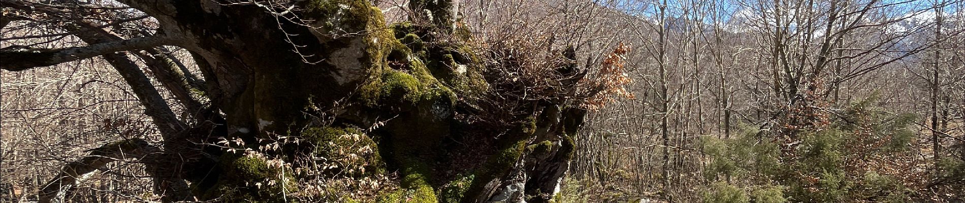 Excursión Senderismo Opi - Tratturo Regio Val Fondillo - Opi. Faggeta Unesco - Photo