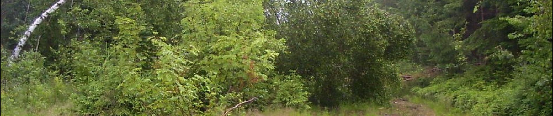 Excursión A pie Sankt Oswald bei Haslach - Nordwaldkammweg Verbindungsweg V4 - Photo