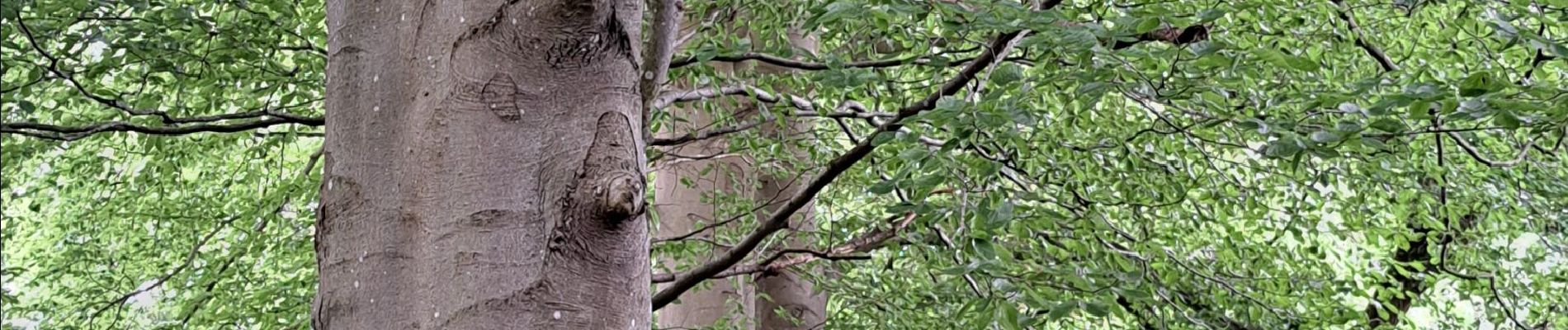 Excursión Senderismo Durbuy - Marche ADEPS Oppagne - Photo