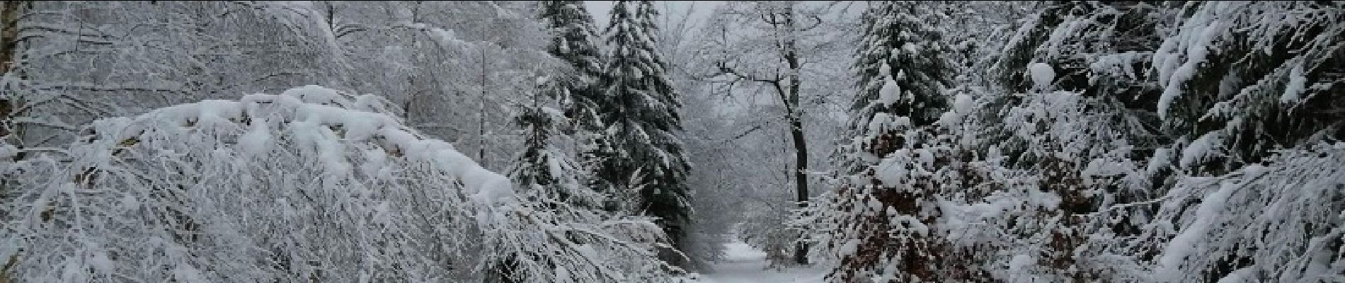 Trail Nordic walking Saint-Hubert - Balade hivernale dans les bois de Vesqueville - Photo