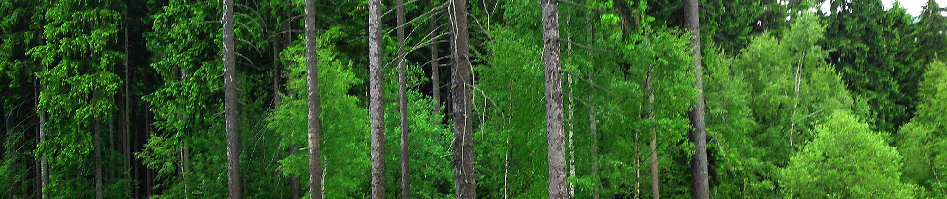 Percorso A piedi Krobica - Krobica - Sępia Góra - Photo