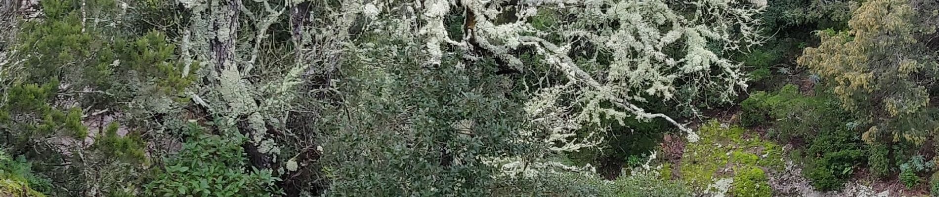 Randonnée Marche Mandelieu-la-Napoule - oppidum de Martin - Photo