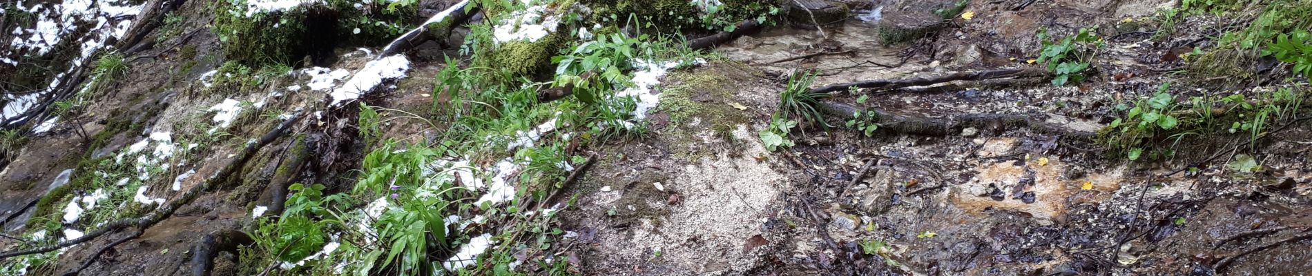 Tour Wandern La Rivière - sentier botanique  - Photo