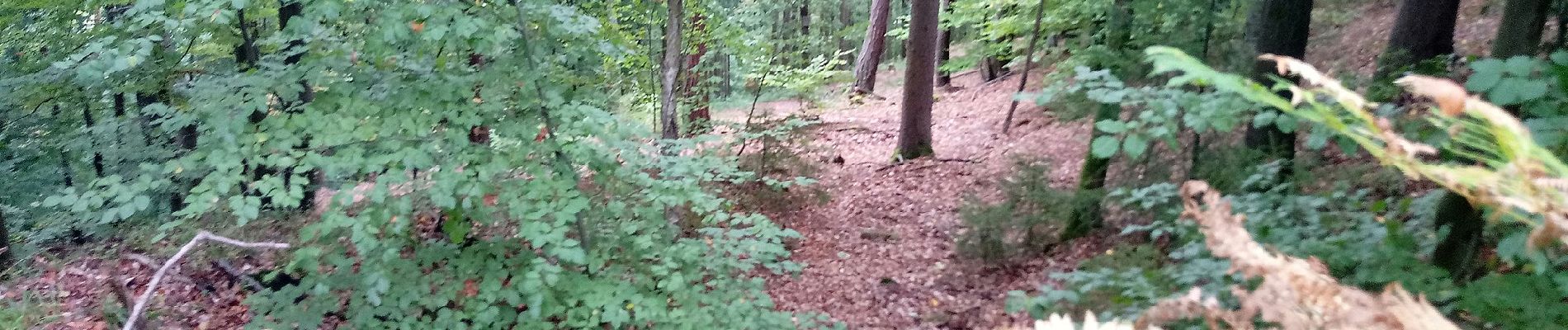 Trail On foot Freudenberg - Liebliches Taubertal 1 - Photo