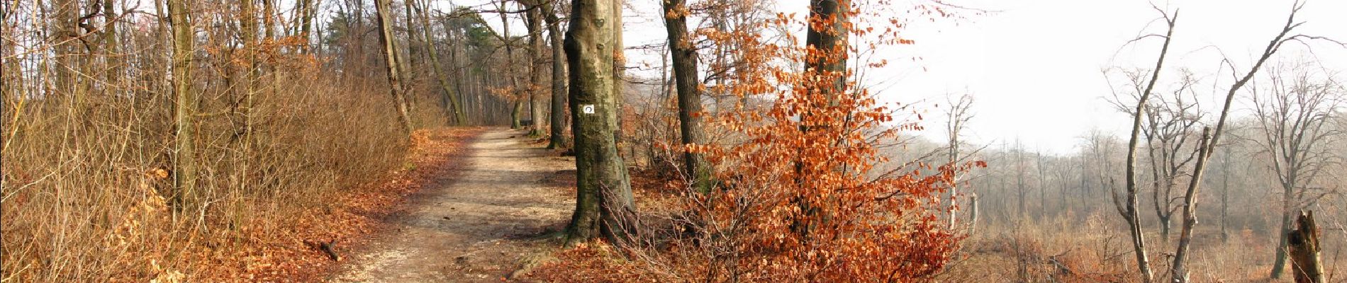 Percorso A piedi Sconosciuto - Normafa Kardioösvény (Normafa - János-hegy - Normafa) - Photo