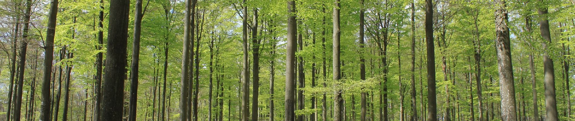 Tour Wandern Paliseul - Châmont - Photo