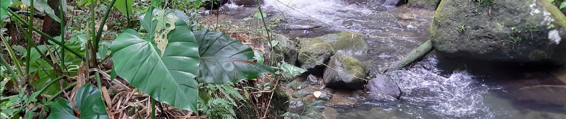 Trail Walking Vieux-Habitants - vallée et cascade Beaugendre - Photo