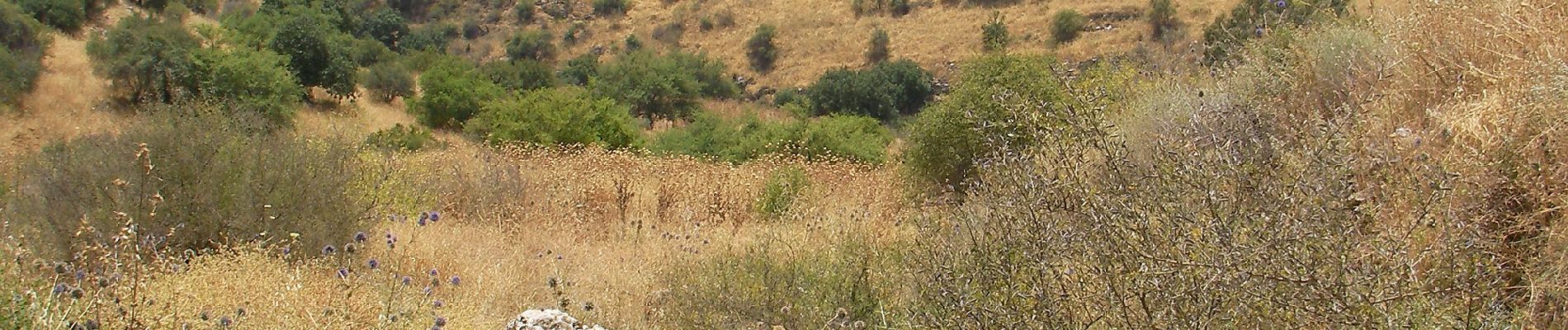 Excursión A pie מועצה אזורית גליל עליון - שביל נחל עכברה - Photo