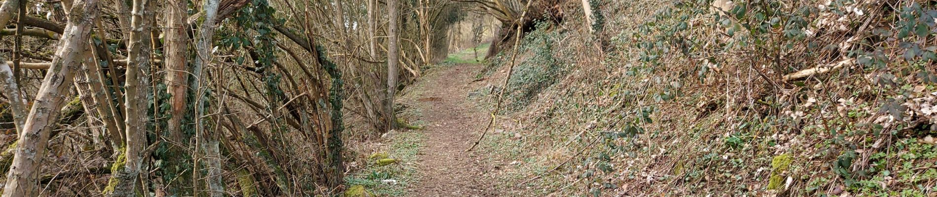 Tour Wandern Profondeville - Arbre 250221  - Photo