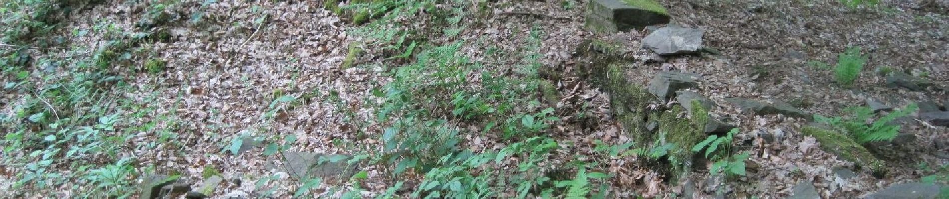 Tocht Te voet Neunkirchen-Seelscheid - Rundweg A5 (Seelscheid) - Photo