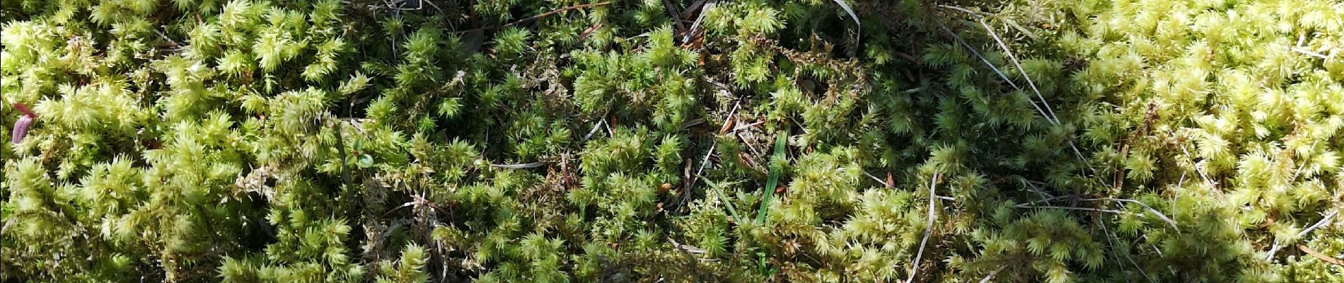 Excursión Marcha nórdica Ayent - la boucielle - Photo