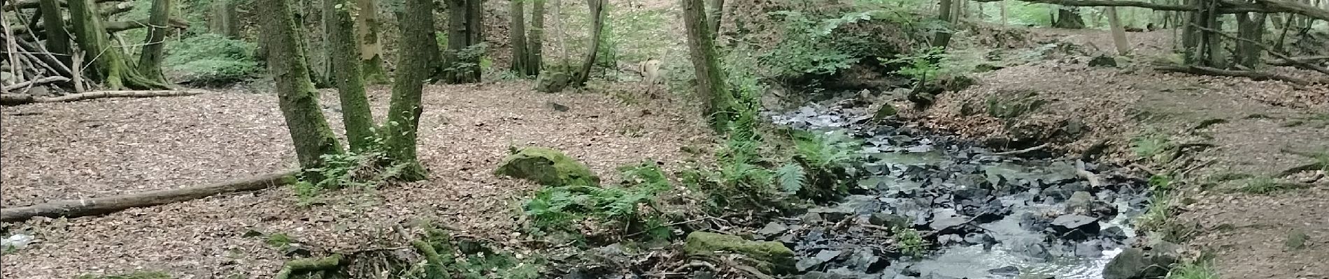 Tocht Stappen Seraing - Bois de la Vecquée - Photo