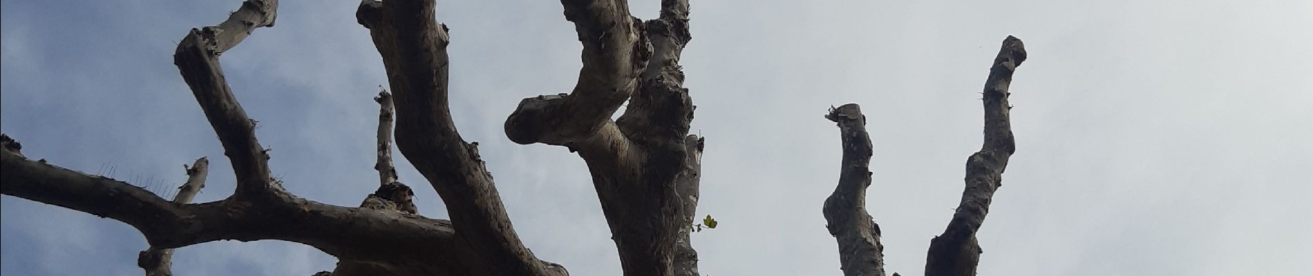 Tour Wandern Laroque-des-Albères - Laroque-des-Albères, petit tour des mas  - Photo