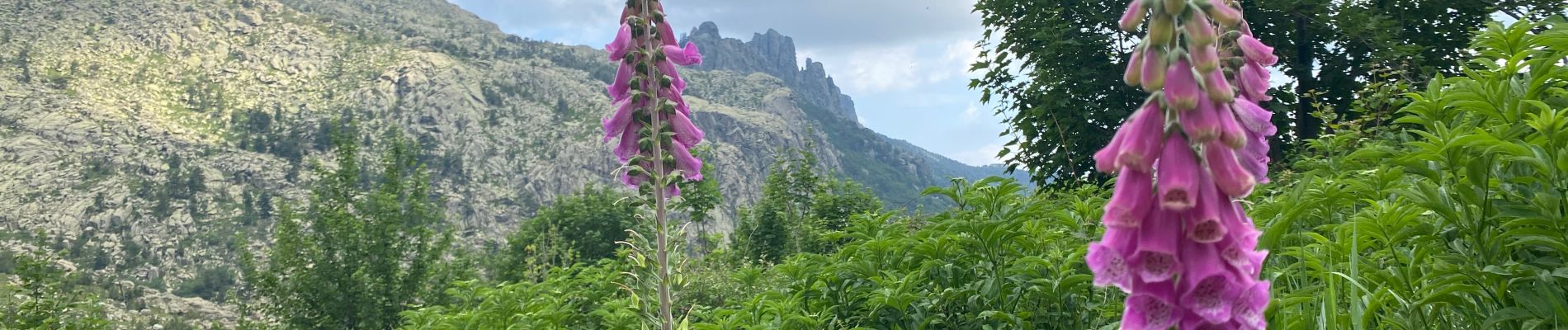 Trail Walking Cozzano - Usciulu a Sinaï - Photo