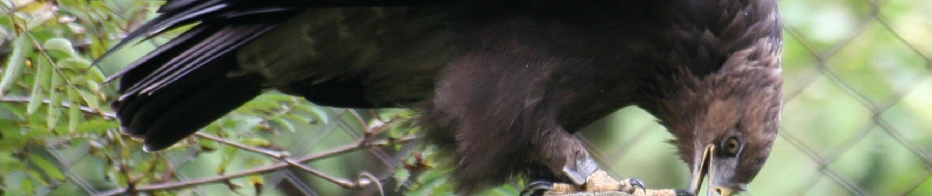 Tocht Te voet Neuschönau - Rehbock - Photo