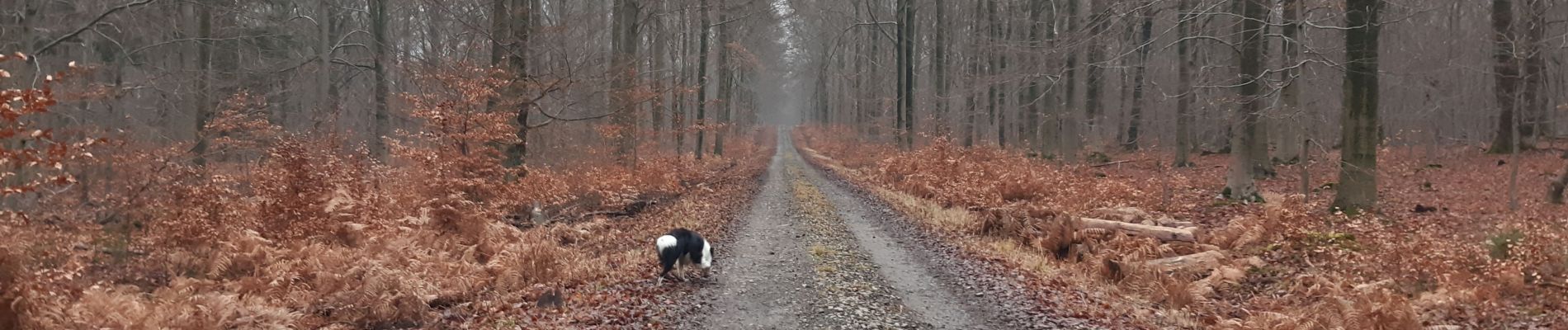 Randonnée Marche Baelen - bethame 11 km - Photo