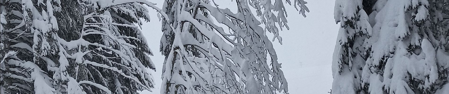 Tocht Sneeuwschoenen La Pesse - Ambossieux /La Pesse par tire fesse  - Photo