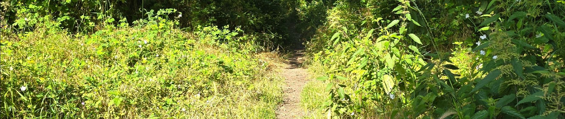 Trail Walking Oncy-sur-École - Oncy-sur-École - Grotte aux Fées  - Photo