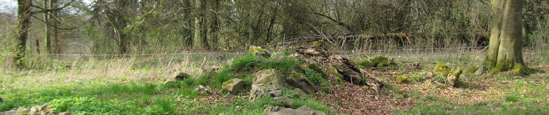 Tour Zu Fuß Habichtswald - Dörnberg D3 - Photo