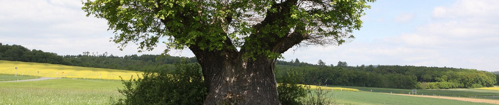 Tocht Te voet Bad Staffelstein - Nedensdorfer Runde - Photo