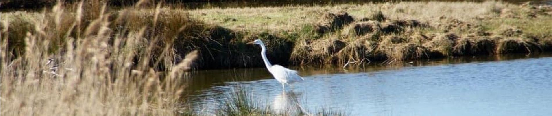 Tocht Stappen Lacanau - Wikiloc - Étang de Cousseau - Photo