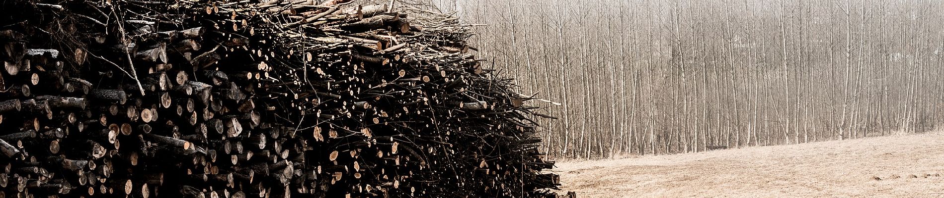 Tour Zu Fuß Bad Waltersdorf - Herrschaftswaldweg (W7) - Photo