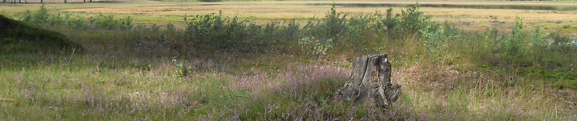 Tour Zu Fuß Oss - Maupertous: Witte route - Photo