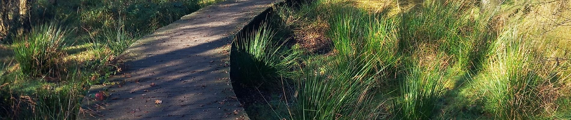 Excursión Senderismo Pelt - Tweelandenpad Hageveen De Plateaux - Photo