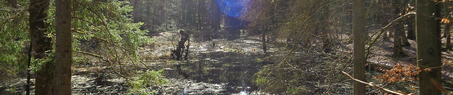 Randonnée A pied Giekau - Zum Hessenstein - Photo