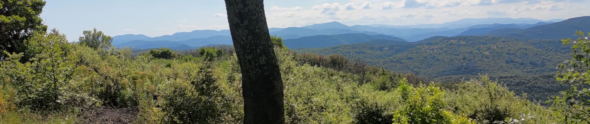 Randonnée Marche Saint-Sébastien-d'Aigrefeuille - la vigne  - Photo