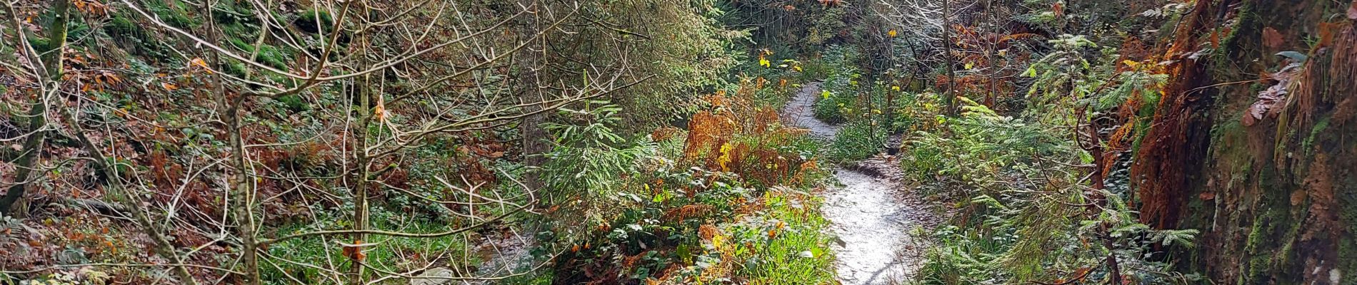 Tocht Te voet Malmedy - Boucle Longfaye Rheinardstein cascade du Bayehon - Photo