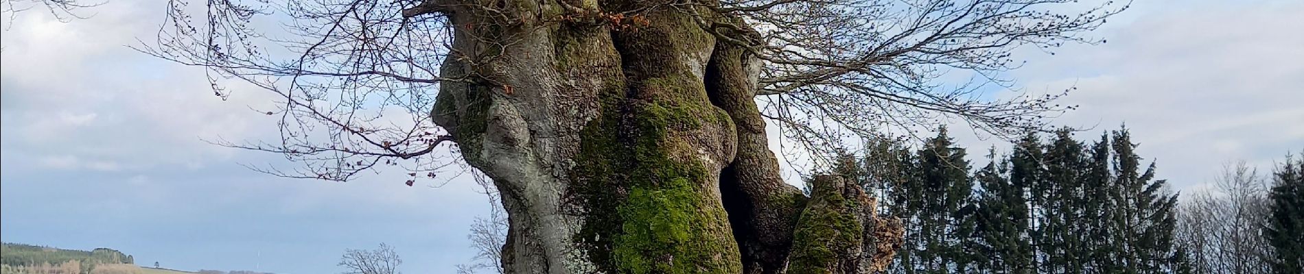 Randonnée Marche Houffalize - bonnerue - Photo