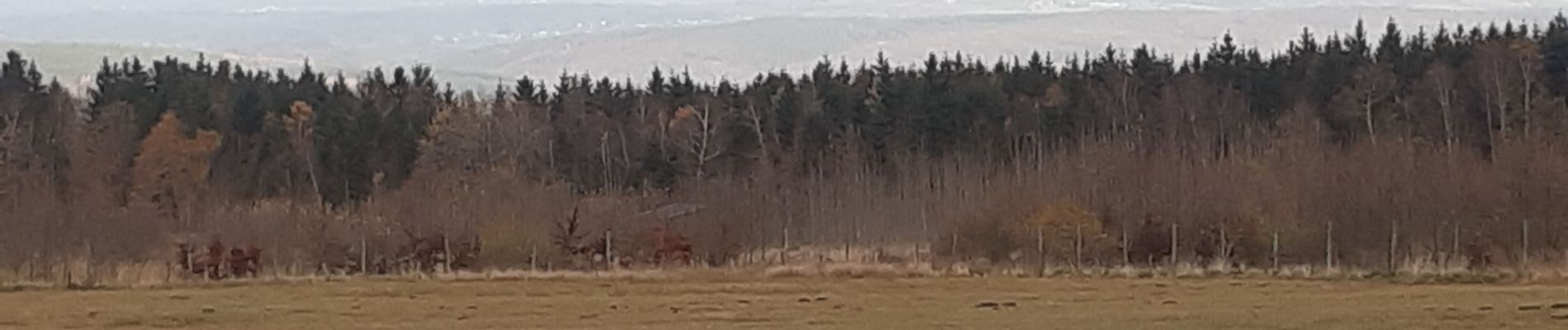 Randonnée Marche Theux - autour de bronromme et monthouet  - Photo