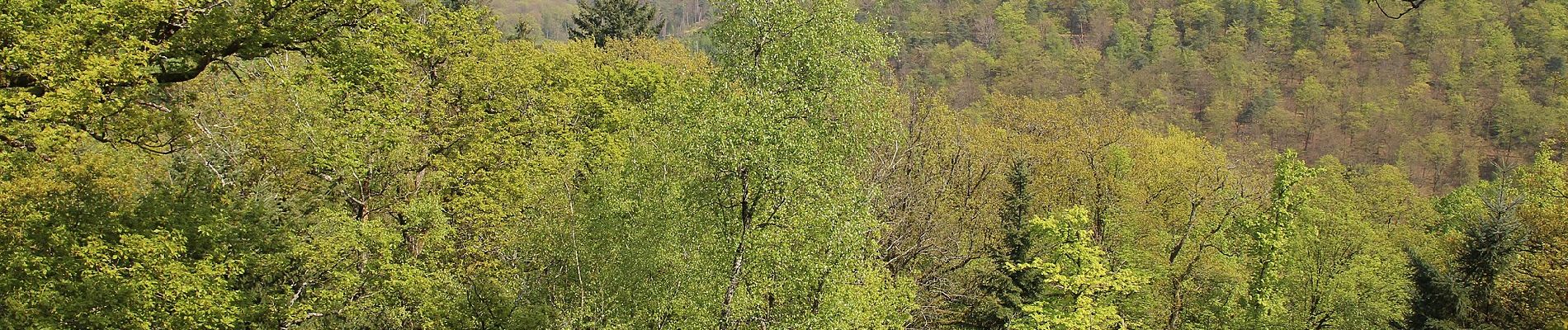 Tour Zu Fuß Schriesheim - Rundwanderweg Schriesheim 2: Schriesheimer-Hof-Weg - Photo