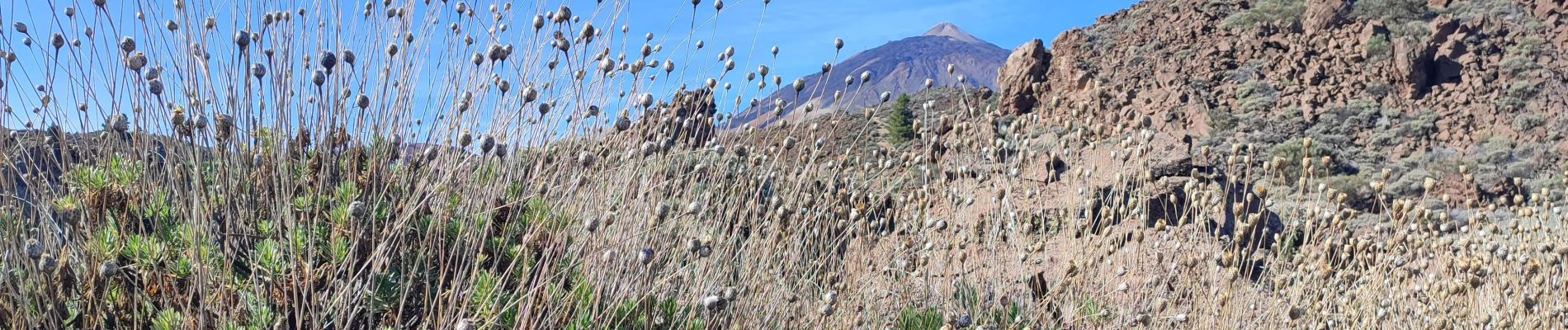 Trail Walking Los Realejos - Portillo to Fortaleza and beyond - Photo