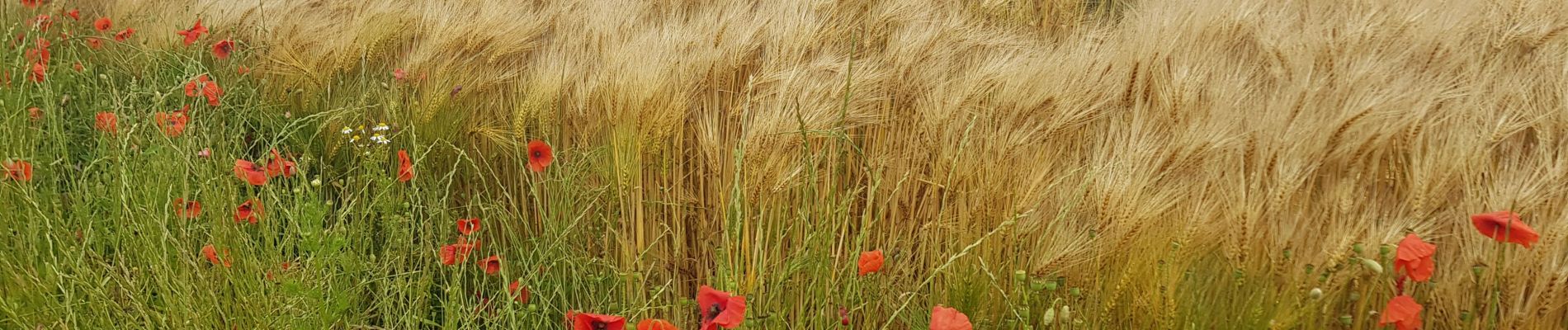 Tocht Stappen Rambouillet - Rambouillet- Le Perray - Photo