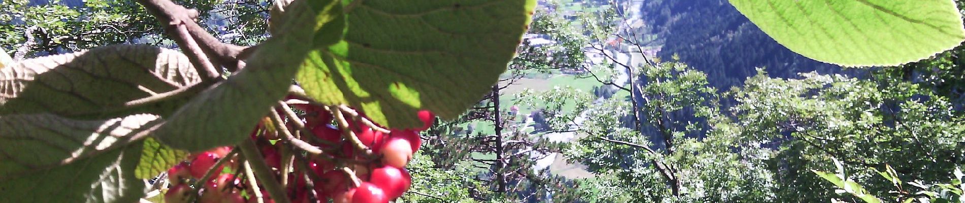 Percorso A piedi Giustino - IT-O229 - Photo