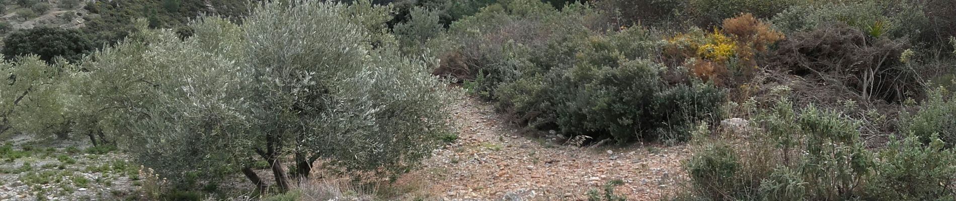 Trail Walking Lentegí - Lentegi 2019 - Photo