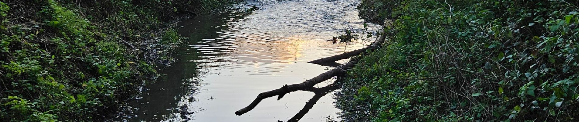 Tour Wandern Villers-la-Ville - Rando Chevilepont du 5 nov 2023 - Photo