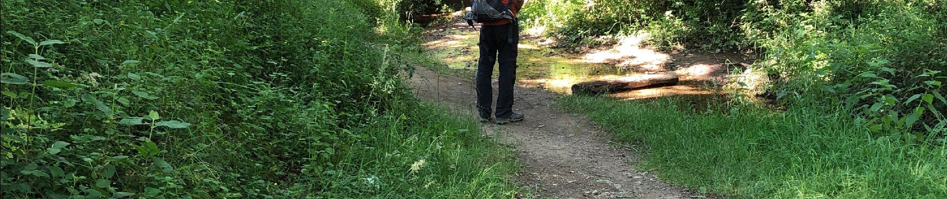 Tocht Stappen Bellevigne-en-Layon - Faye d’Anjou  - Photo