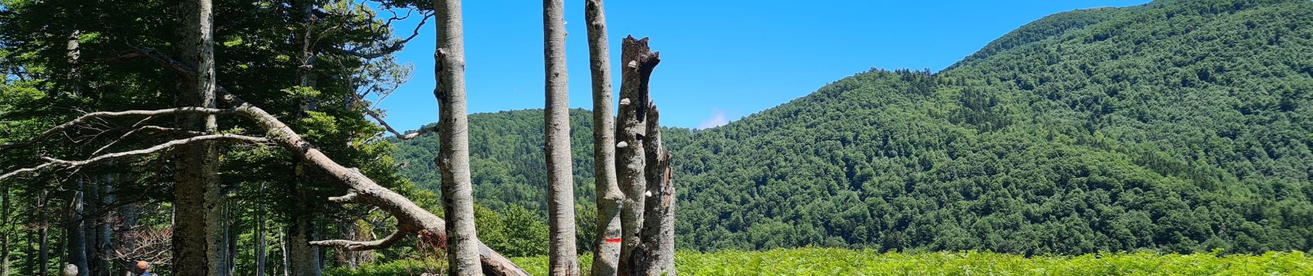 Tour Wandern Lecumberry - iraty occabe - Photo