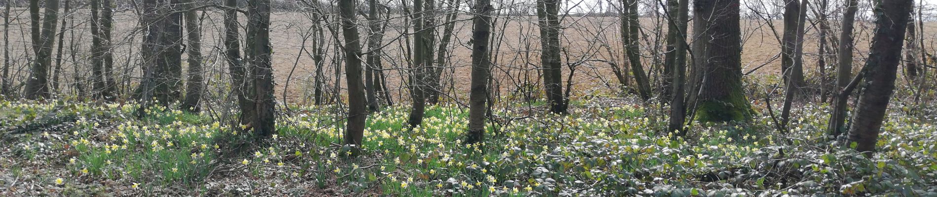 Tocht Stappen Walcourt - 13/03/22 adeps Walcourt - Photo