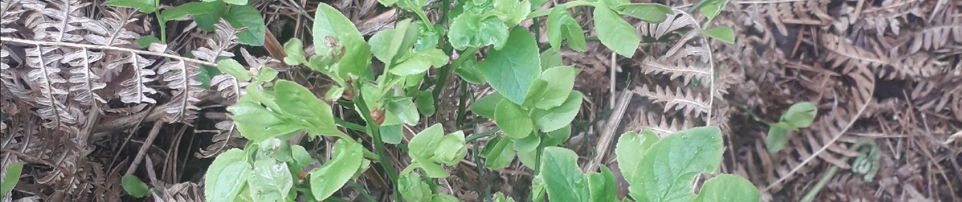 Randonnée Marche La Haye-de-Routot - La Haye de Routot - Photo