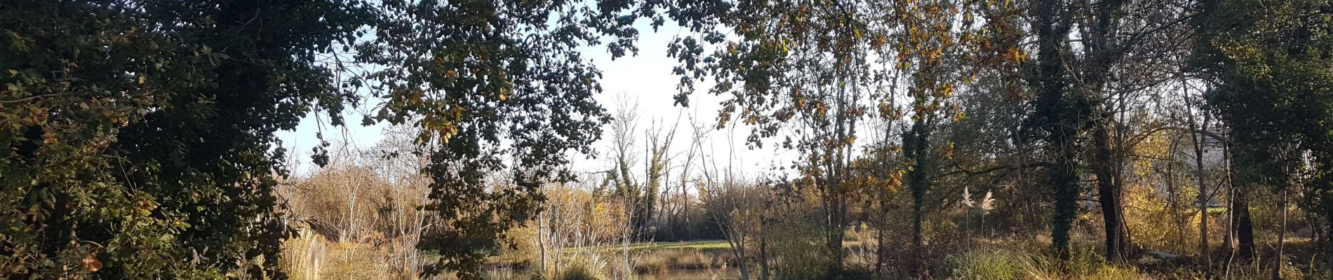 Randonnée Marche Saint-Georges-d'Oléron - sauzelle - Photo