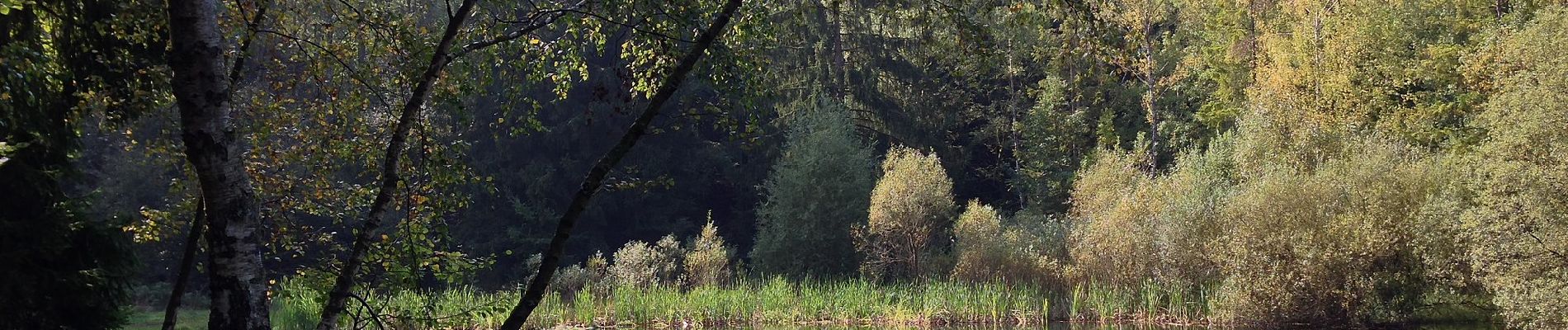 Tour Zu Fuß Söhrewald - Rundweg Mülmischtal - Photo