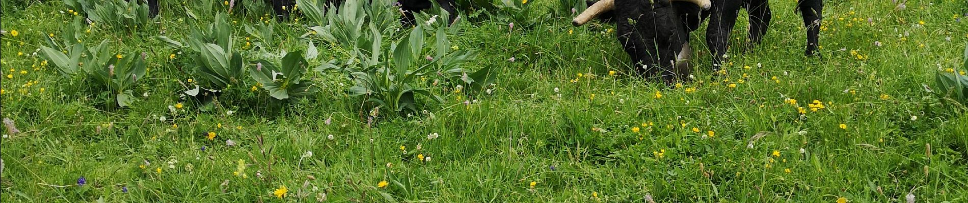 Tocht Noords wandelen Arbaz - Anzère  - Photo