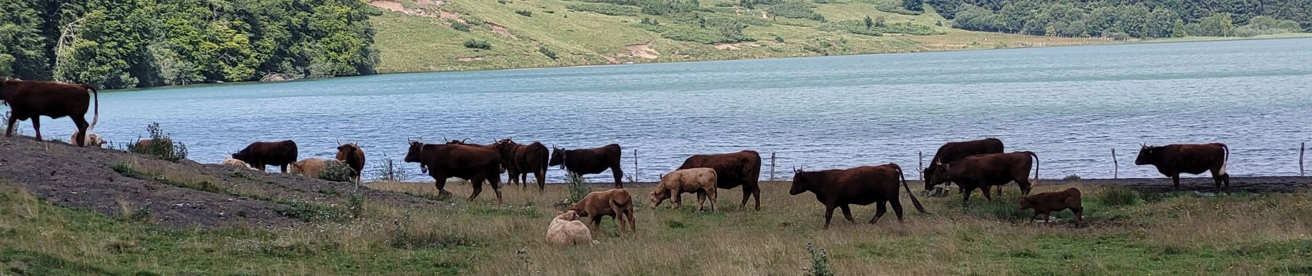 Randonnée Marche Besse-et-Saint-Anastaise - Pavin-Moncineyre_T - Photo