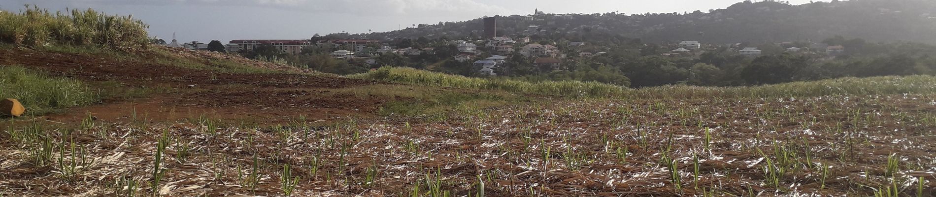 Randonnée Marche Le Lamentin - École Gondeau A-fond cacao en boucle  - Photo