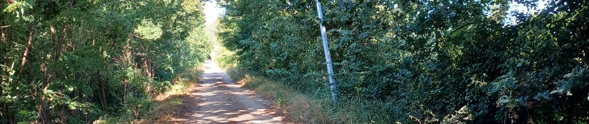 Tour Wandern Avignon - 2024-08-24 Barthelasse - grand  bosquet - Photo